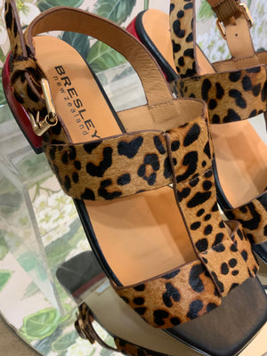 Santo- Leopard
